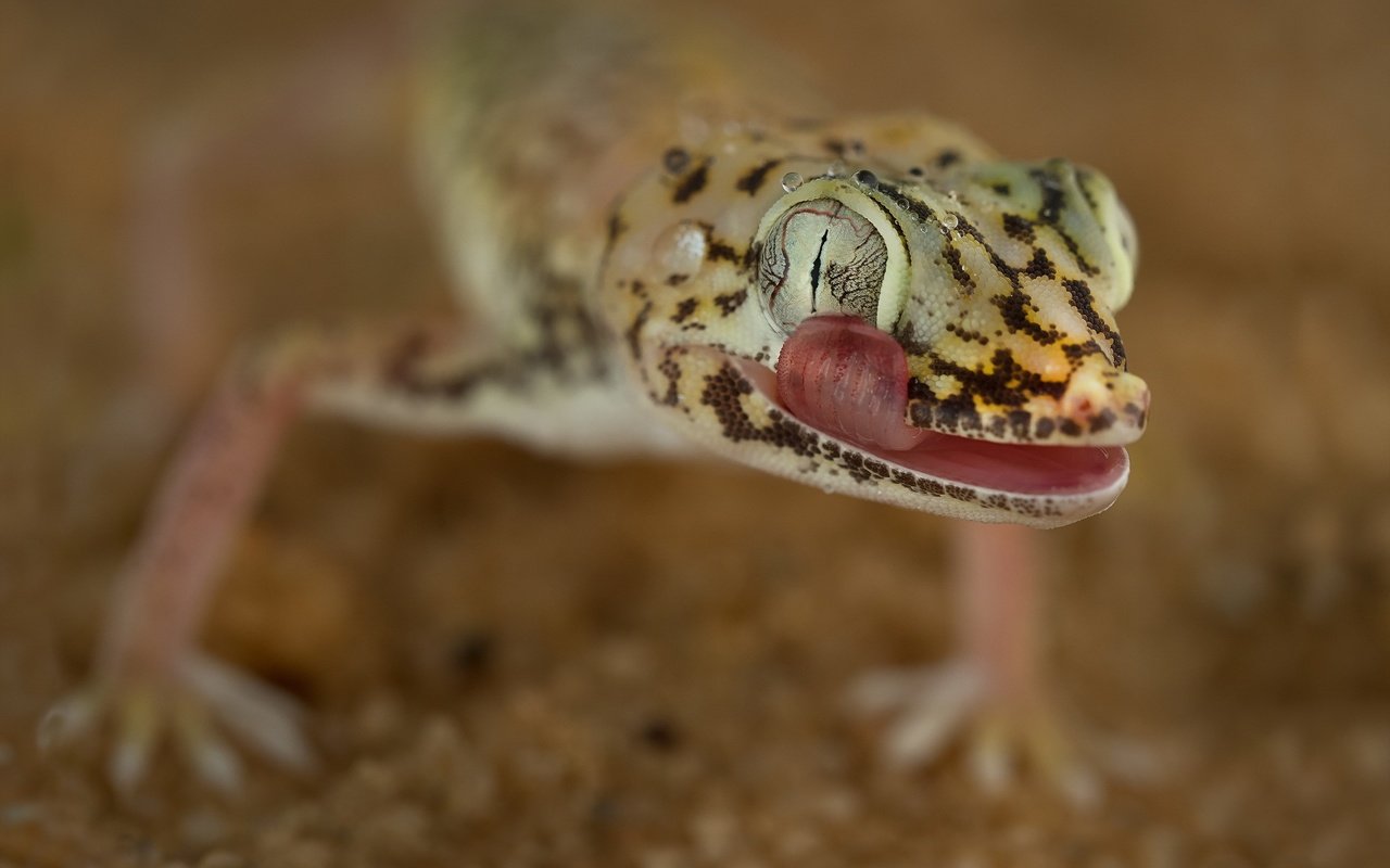 Обои природа, фон, песок, ящерица, геккон, midad, nature, background, sand, lizard, gecko разрешение 2047x1296 Загрузить