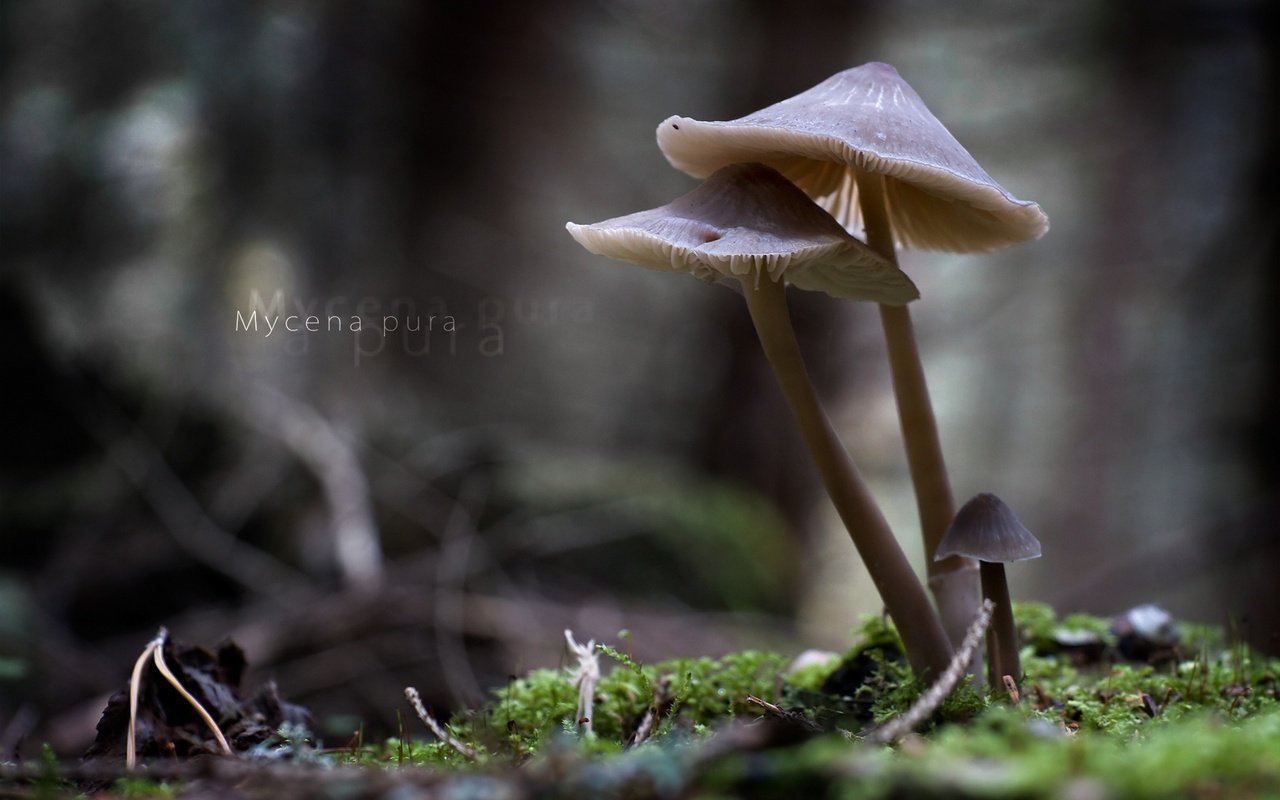 Обои природа, макро, грибы, mycena pura, nature, macro, mushrooms разрешение 1920x1213 Загрузить