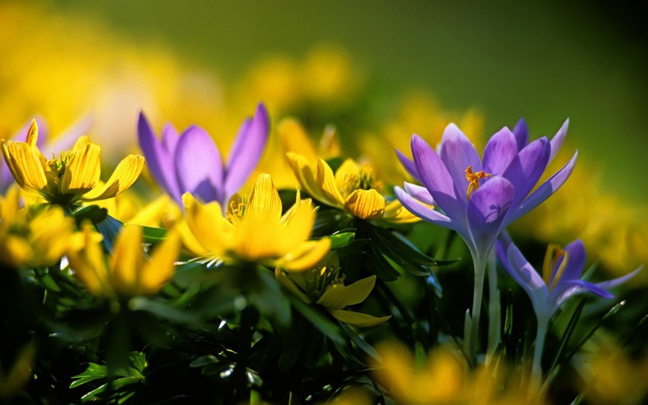Обои цветы, желтый, синий, весна, крокус, адонис, адонисы, flowers, yellow, blue, spring, krokus, adonis разрешение 1920x1200 Загрузить