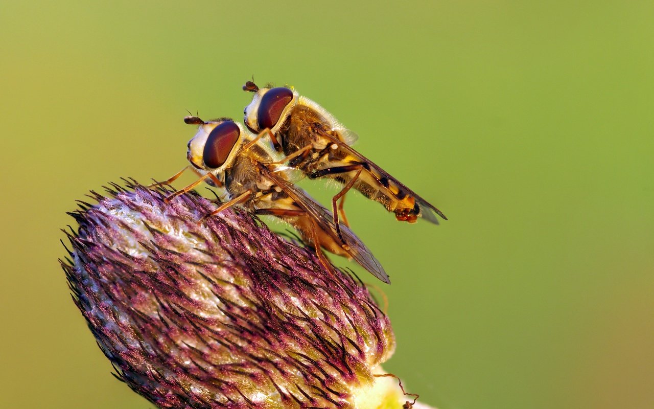 Обои макро, насекомое, цветок, насекомые, весна, ziva & amir, журчалки, macro, insect, flower, insects, spring, hoverflies разрешение 4403x2737 Загрузить