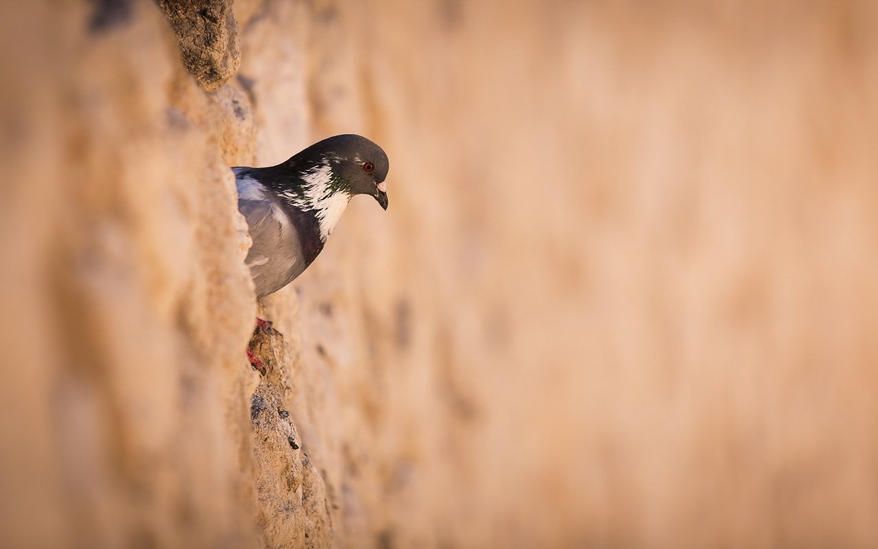 Обои стена, птица, голубь, птаха, wall, bird, dove разрешение 1920x1080 Загрузить