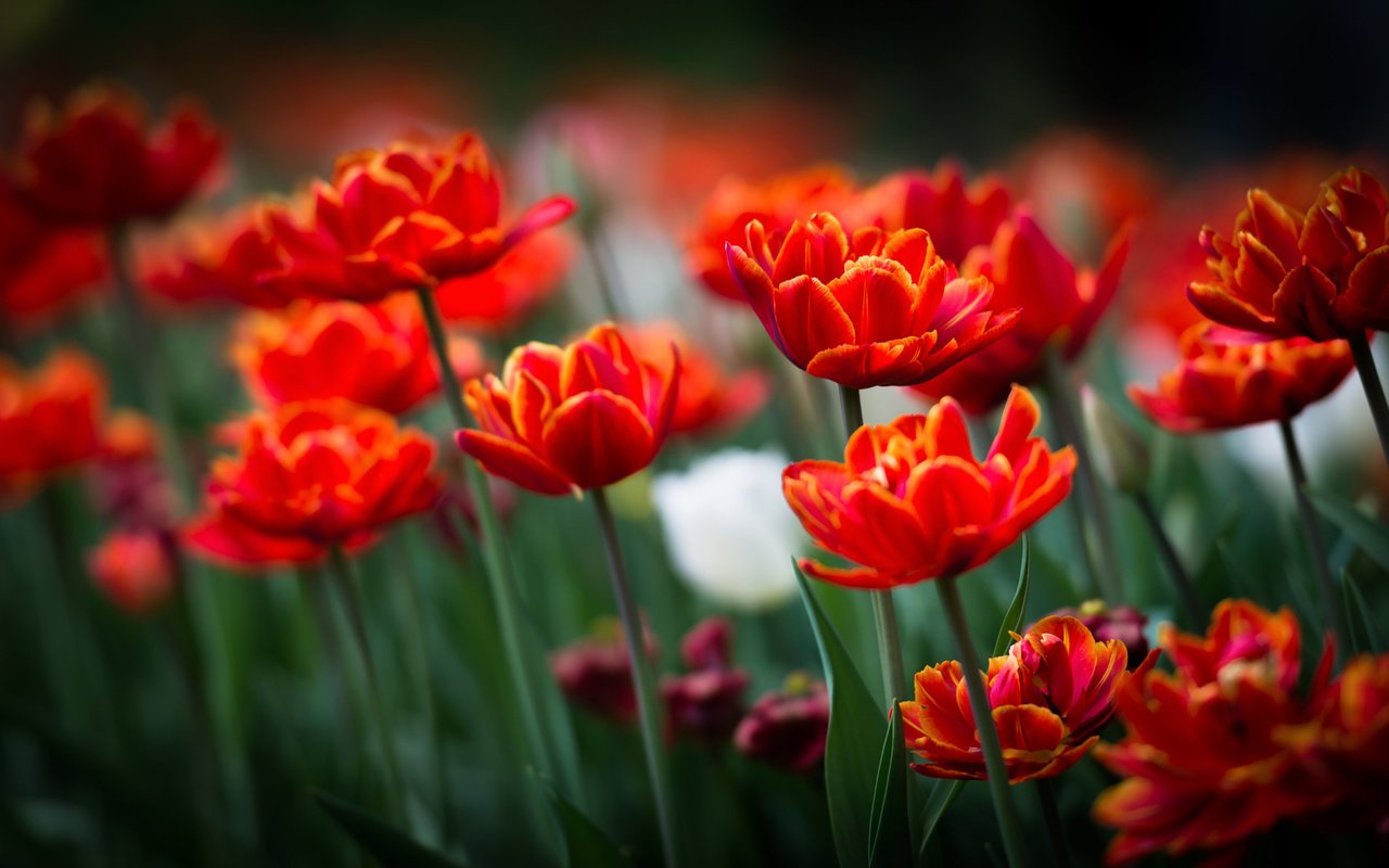 Обои цветы, поле, лепестки, весна, тюльпаны, flowers, field, petals, spring, tulips разрешение 2048x1095 Загрузить