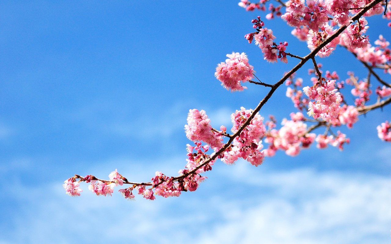 Обои небо, цветы, ветка, цветение, весна, розовые, вишня, the sky, flowers, branch, flowering, spring, pink, cherry разрешение 2048x1360 Загрузить