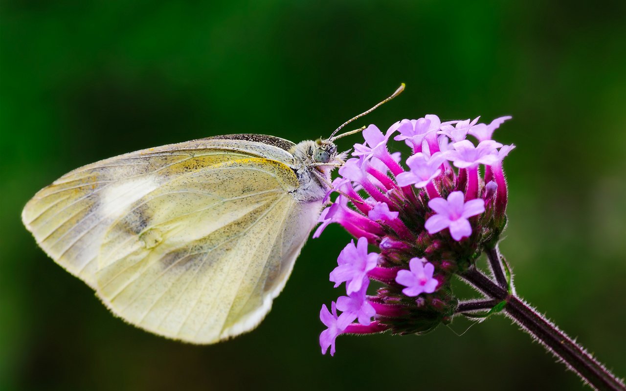 Обои макро, насекомое, цветок, бабочка, крылья, macro, insect, flower, butterfly, wings разрешение 1920x1200 Загрузить