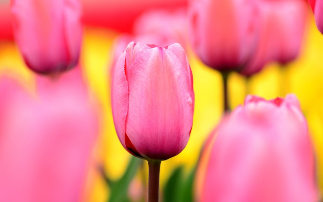 Обои цветы, природа, поле, лепестки, сад, тюльпаны, розовые, flowers, nature, field, petals, garden, tulips, pink разрешение 2048x1356 Загрузить