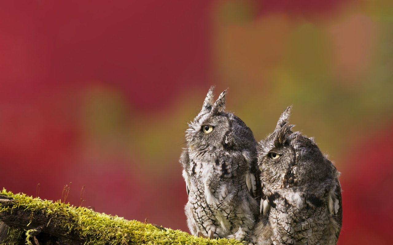 Обои ветка, фон, птицы, мох, две, совы, branch, background, birds, moss, two, owls разрешение 2048x2048 Загрузить