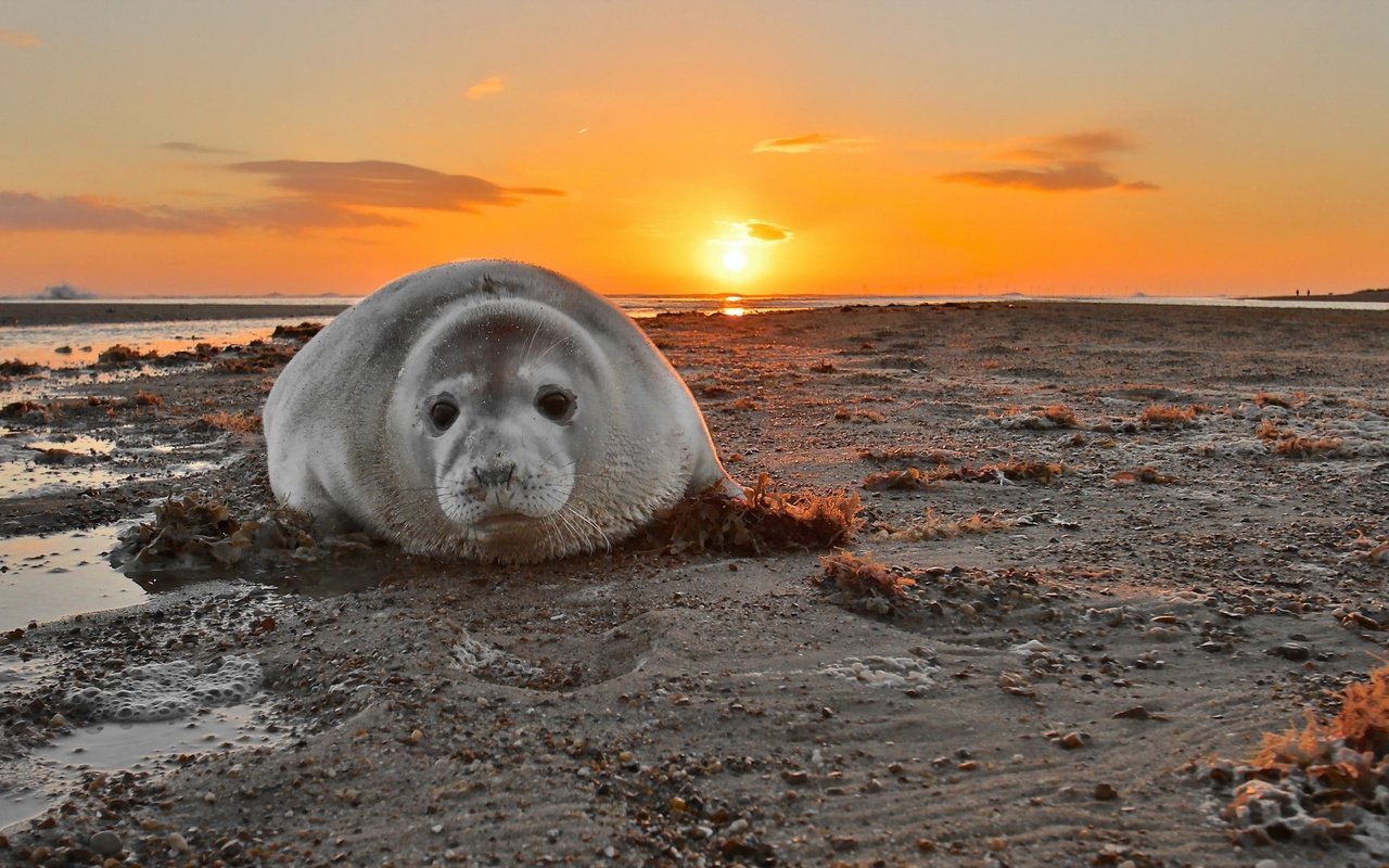 Обои закат, море, тюлень, grey seal, печать. закат, sunset, sea, seal, seal. sunset разрешение 2048x1192 Загрузить