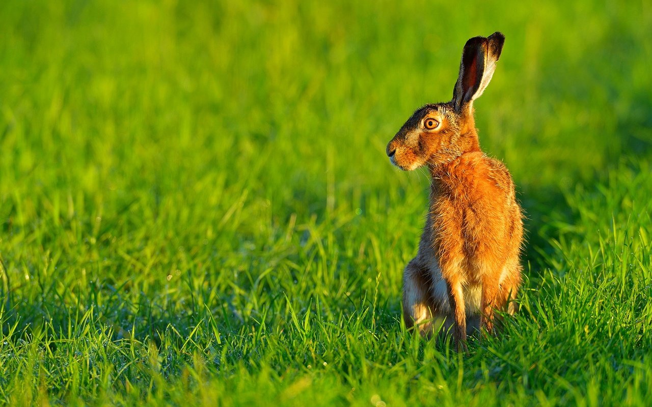 Обои трава, природа, ушки, животное, заяц, grass, nature, ears, animal, hare разрешение 1920x1200 Загрузить