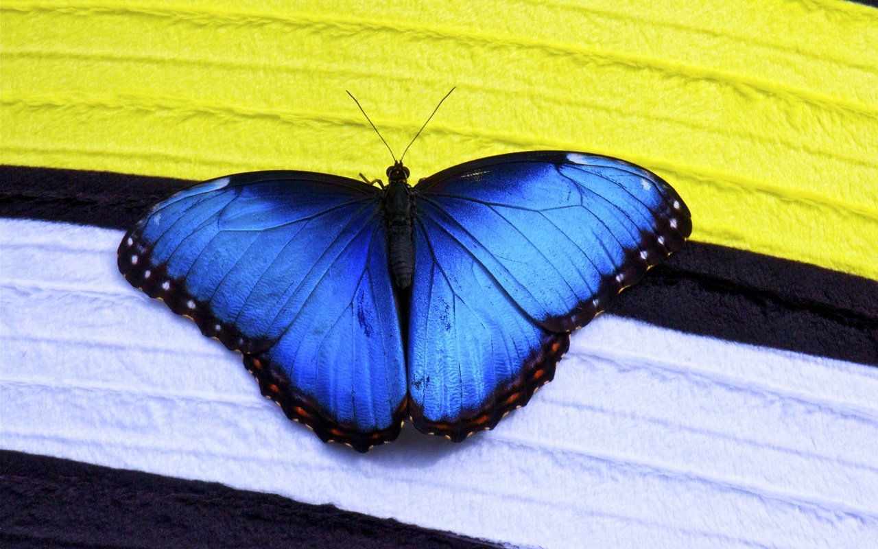 Обои макро, насекомое, бабочка, крылья, синие, морфо, macro, insect, butterfly, wings, blue, morpho разрешение 2048x1360 Загрузить
