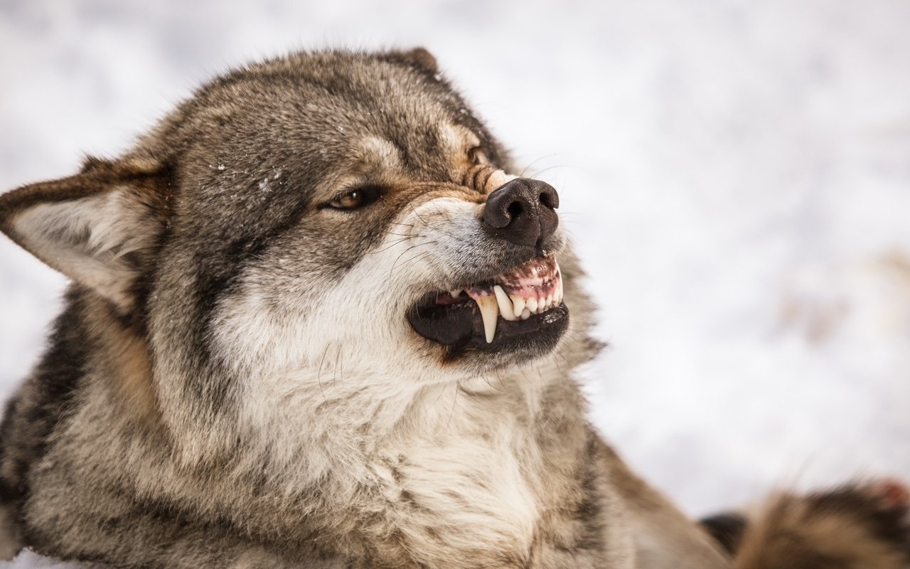 Обои природа, хищник, зубы, оскал, волк, nature, predator, teeth, grin, wolf разрешение 2560x1440 Загрузить