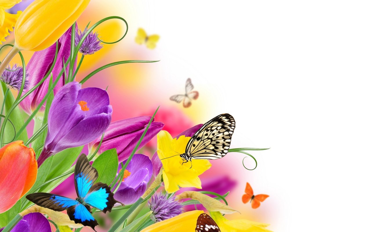 Обои цветы, парное, насекомые, butterflies, весенние, весна, красочная, тюльпаны, лиловая, бабочки, жёлтая, красива, тульпаны,  цветы, flowers, fresh, insects, spring, colorful, tulips, purple, butterfly, yellow, beautiful разрешение 2880x2760 Загрузить