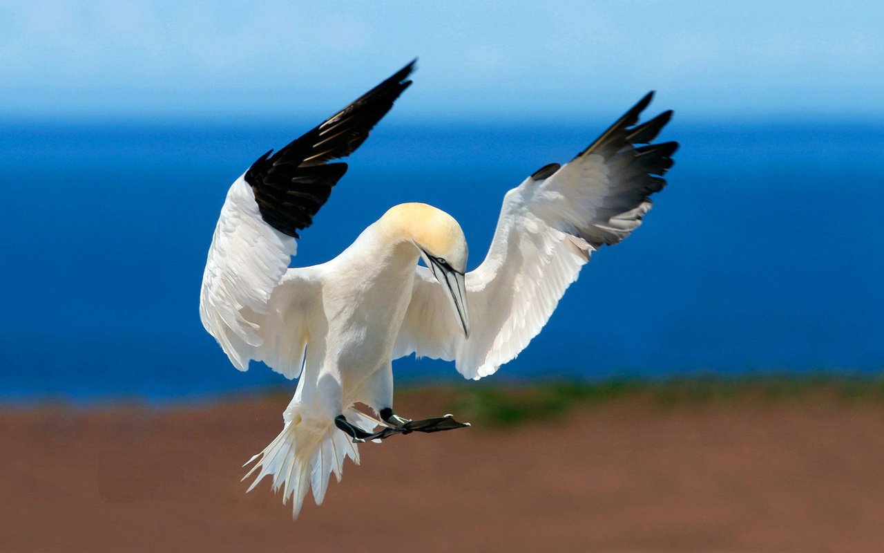 Обои небо, море, полет, крылья, птица, клюв, олуша, северная, the sky, sea, flight, wings, bird, beak, gannet, north разрешение 1920x1200 Загрузить