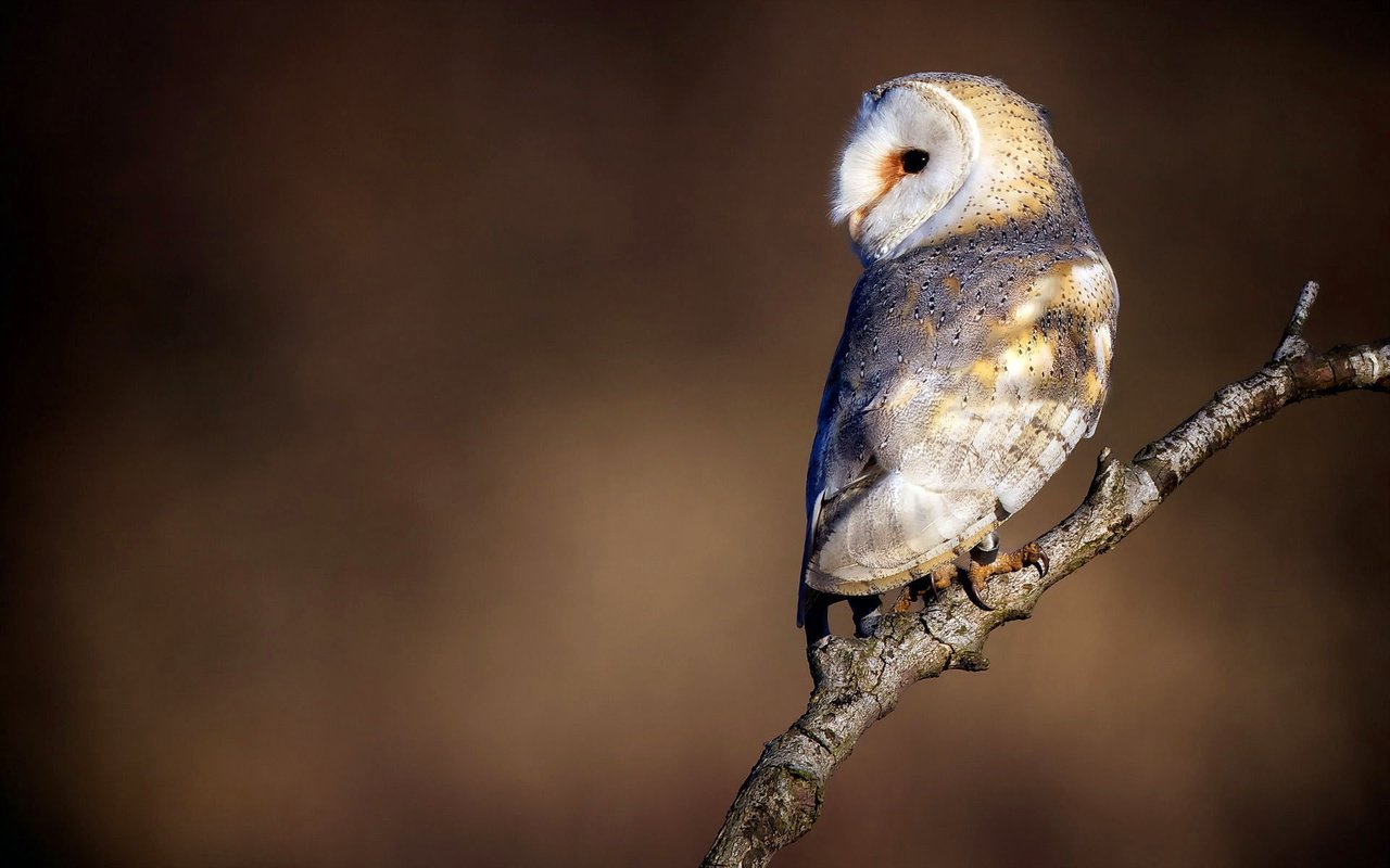 Обои сова, ветка, природа, взгляд, птица, сипуха, owl, branch, nature, look, bird, the barn owl разрешение 1920x1200 Загрузить