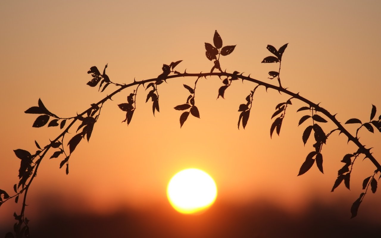 Обои ветка, солнце, листья, закат, стебель, боке, branch, the sun, leaves, sunset, stem, bokeh разрешение 4896x3264 Загрузить