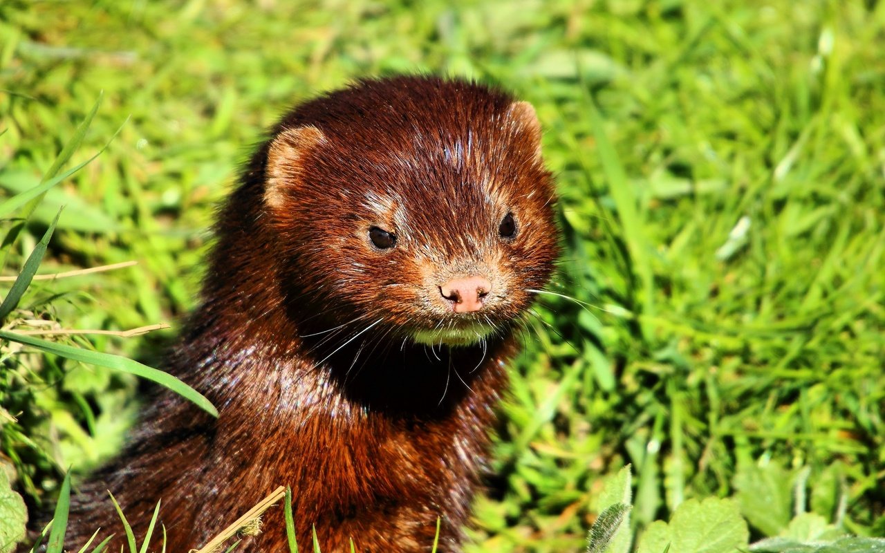 Обои морда, трава, взгляд, животное, мех, норка, face, grass, look, animal, fur, st. разрешение 2048x1365 Загрузить