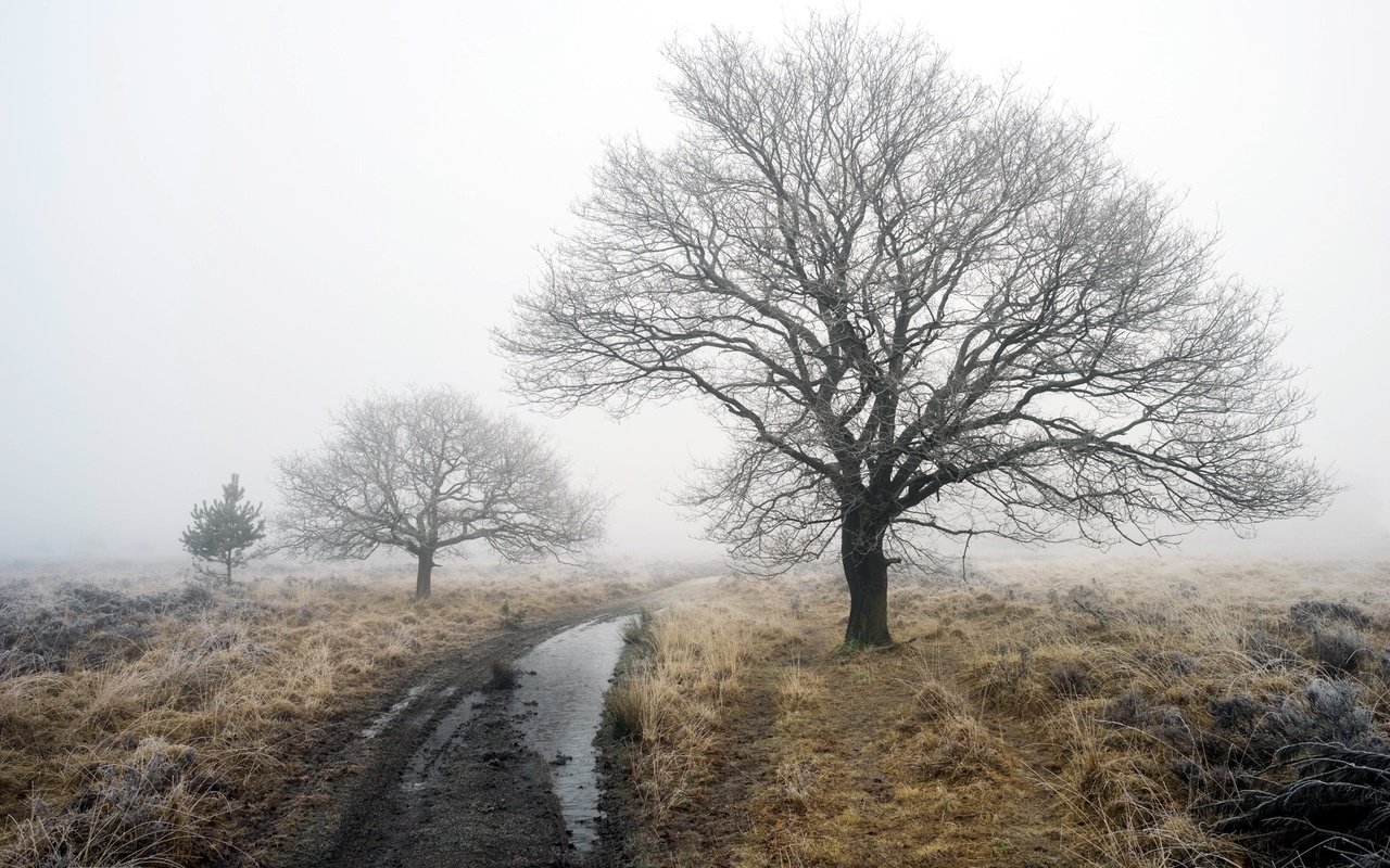 Обои дорога, деревья, зима, туман, robert-paul jansen, road, trees, winter, fog разрешение 2048x1365 Загрузить