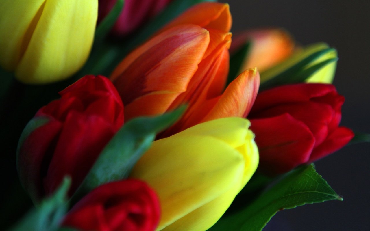 Обои цветы, листья, лепестки, весна, букет, тюльпаны, flowers, leaves, petals, spring, bouquet, tulips разрешение 2048x1365 Загрузить
