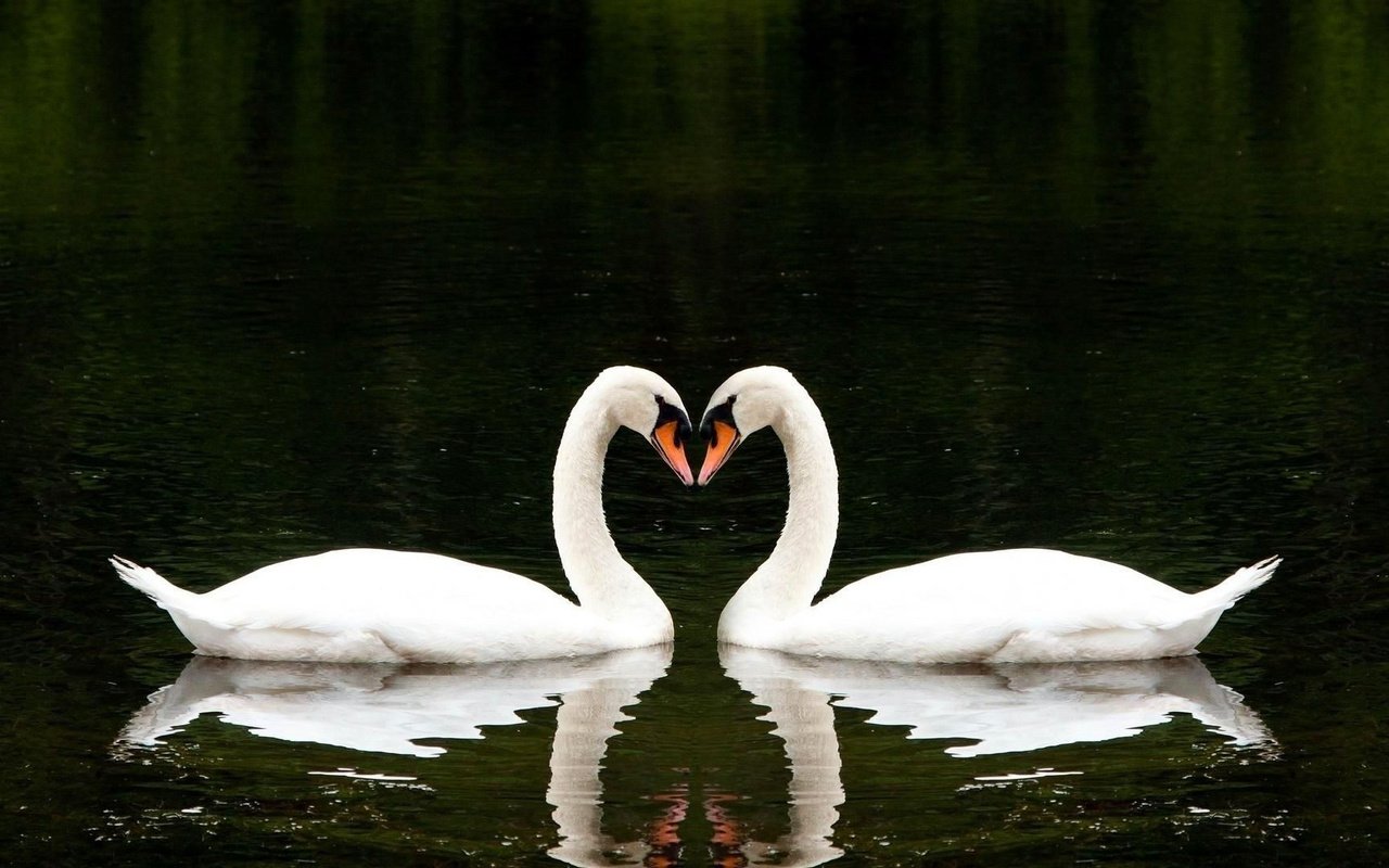 Обои вода, лебеди, озеро, вместе, отражение, белые лебеди, сердце, птицы, любовь, романтично, два, water, swans, lake, together, reflection, white swans, heart, birds, love, romantic, two разрешение 1920x1080 Загрузить
