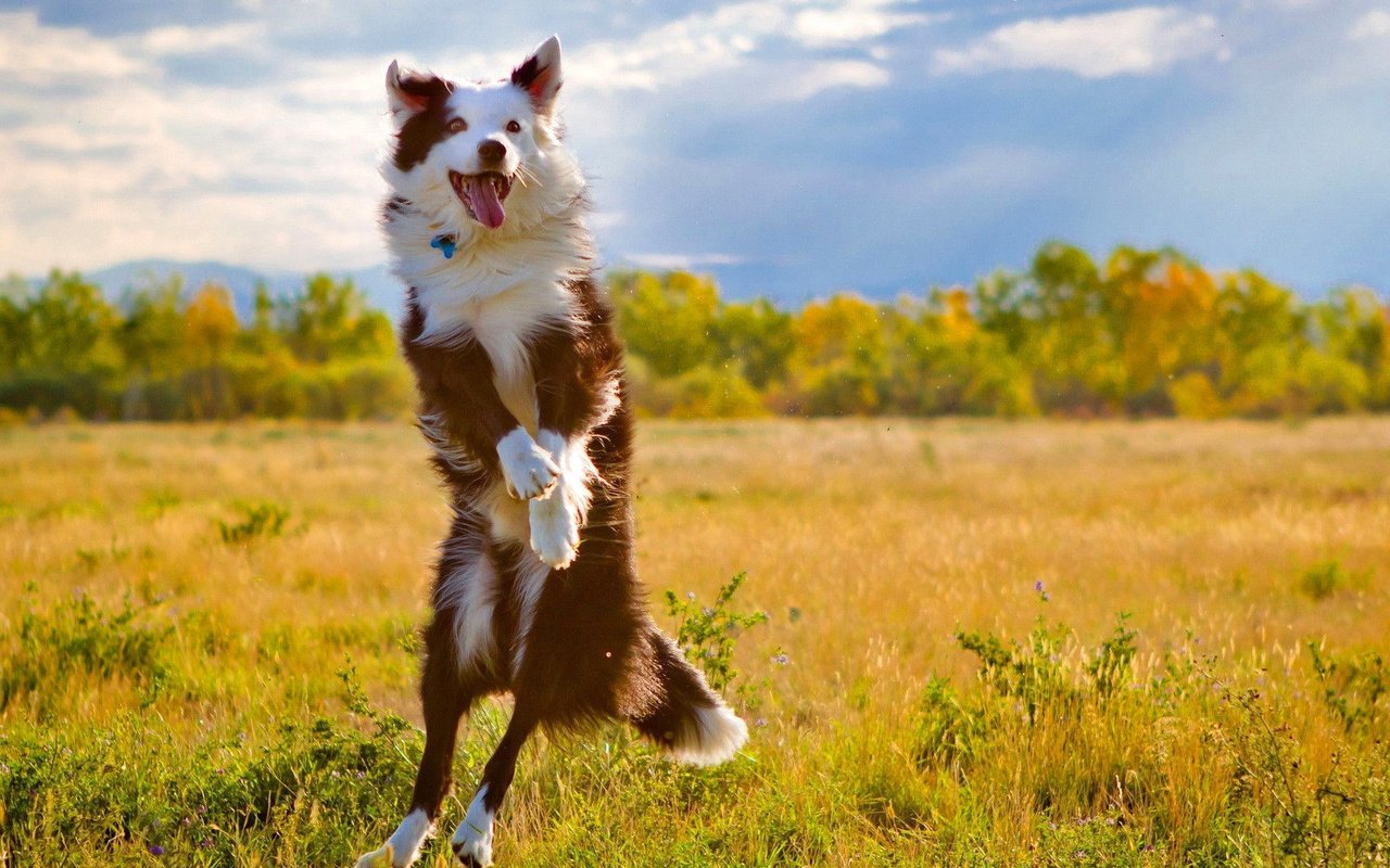 Обои природа, собака, прыжок, язык, бордер-колли, nature, dog, jump, language, the border collie разрешение 1920x1080 Загрузить