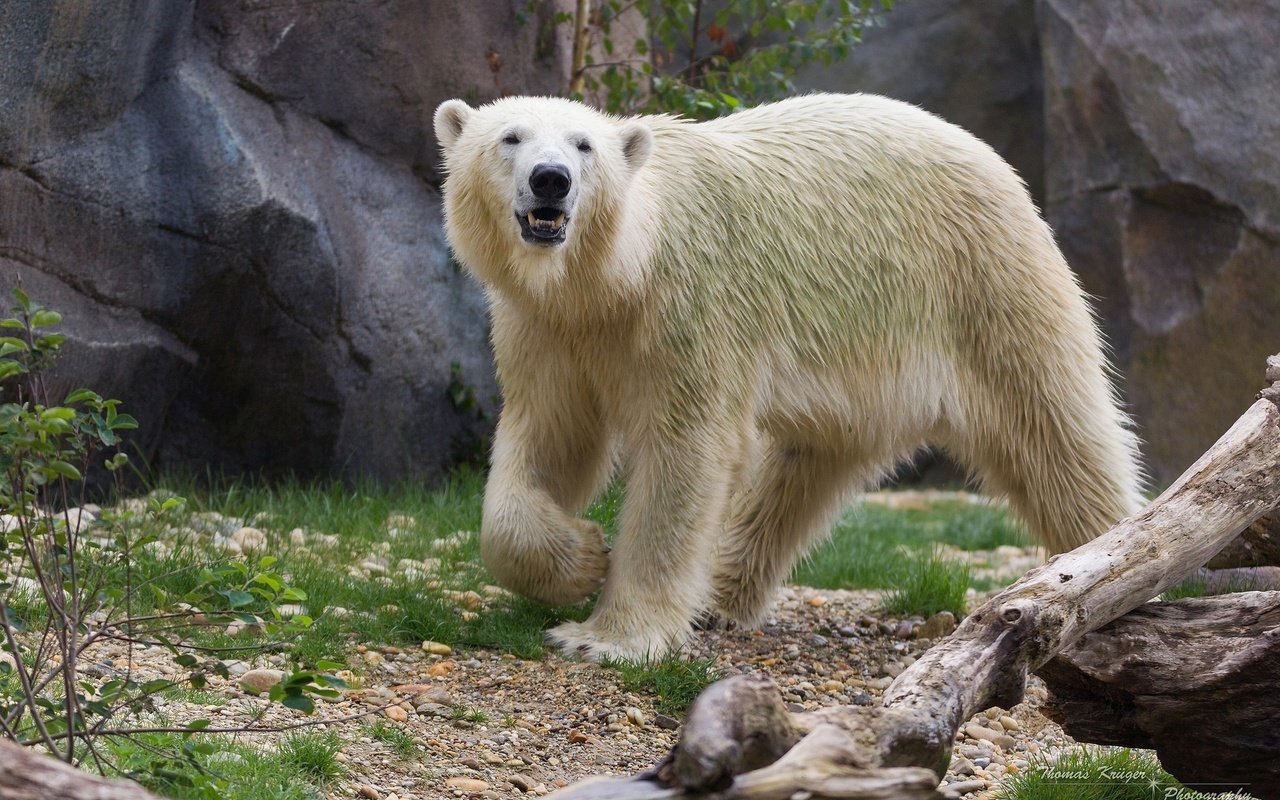 Обои полярный медведь, медведь, хищник, белый медведь, зоопарк, polar bear, bear, predator, zoo разрешение 2048x1365 Загрузить