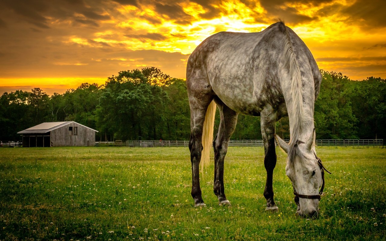 Обои лошадь, закат, лето, конь, horse, sunset, summer разрешение 4858x3218 Загрузить