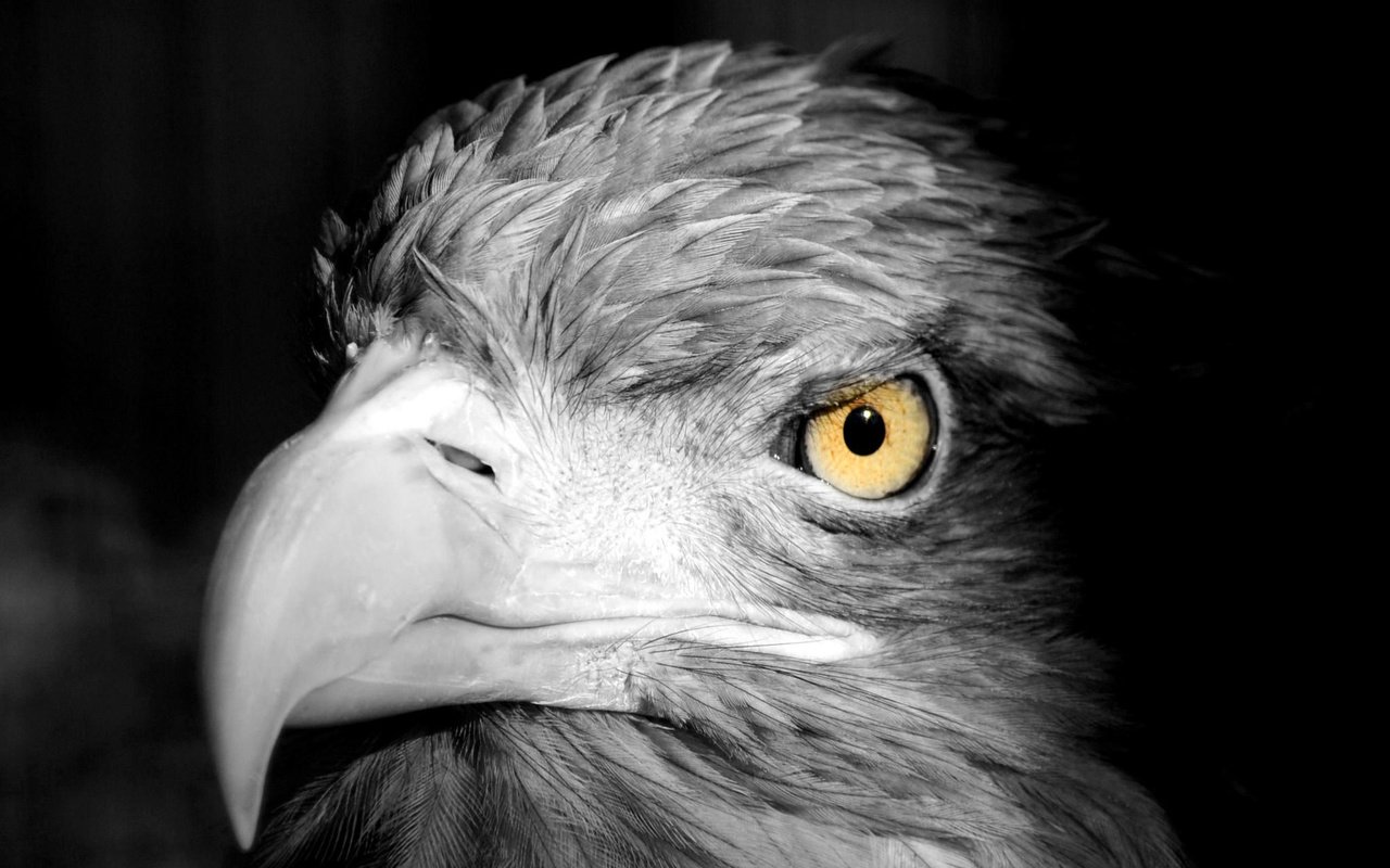 Обои фон, взгляд, хищник, птица, клюв, перья, голова, background, look, predator, bird, beak, feathers, head разрешение 2048x1363 Загрузить