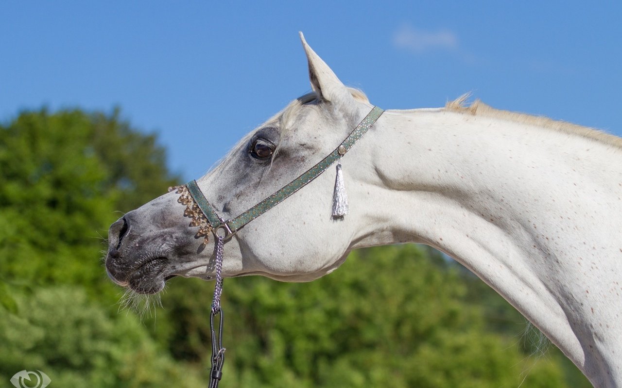 Обои морда, небо, лошадь, профиль, конь, грива, шея, (с) oliverseitz, face, the sky, horse, profile, mane, neck, (c) oliverseitz разрешение 2560x1640 Загрузить