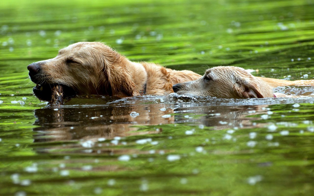 Обои вода, собаки, water, dogs разрешение 2560x1600 Загрузить