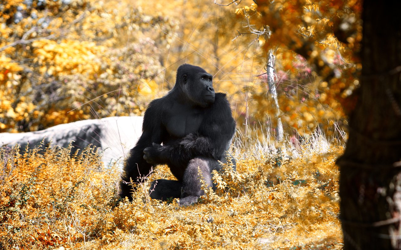 Обои лес, осень, животное, обезьяна, горилла, примат, black gorilla, forest, autumn, animal, monkey, gorilla, the primacy of разрешение 2560x1600 Загрузить