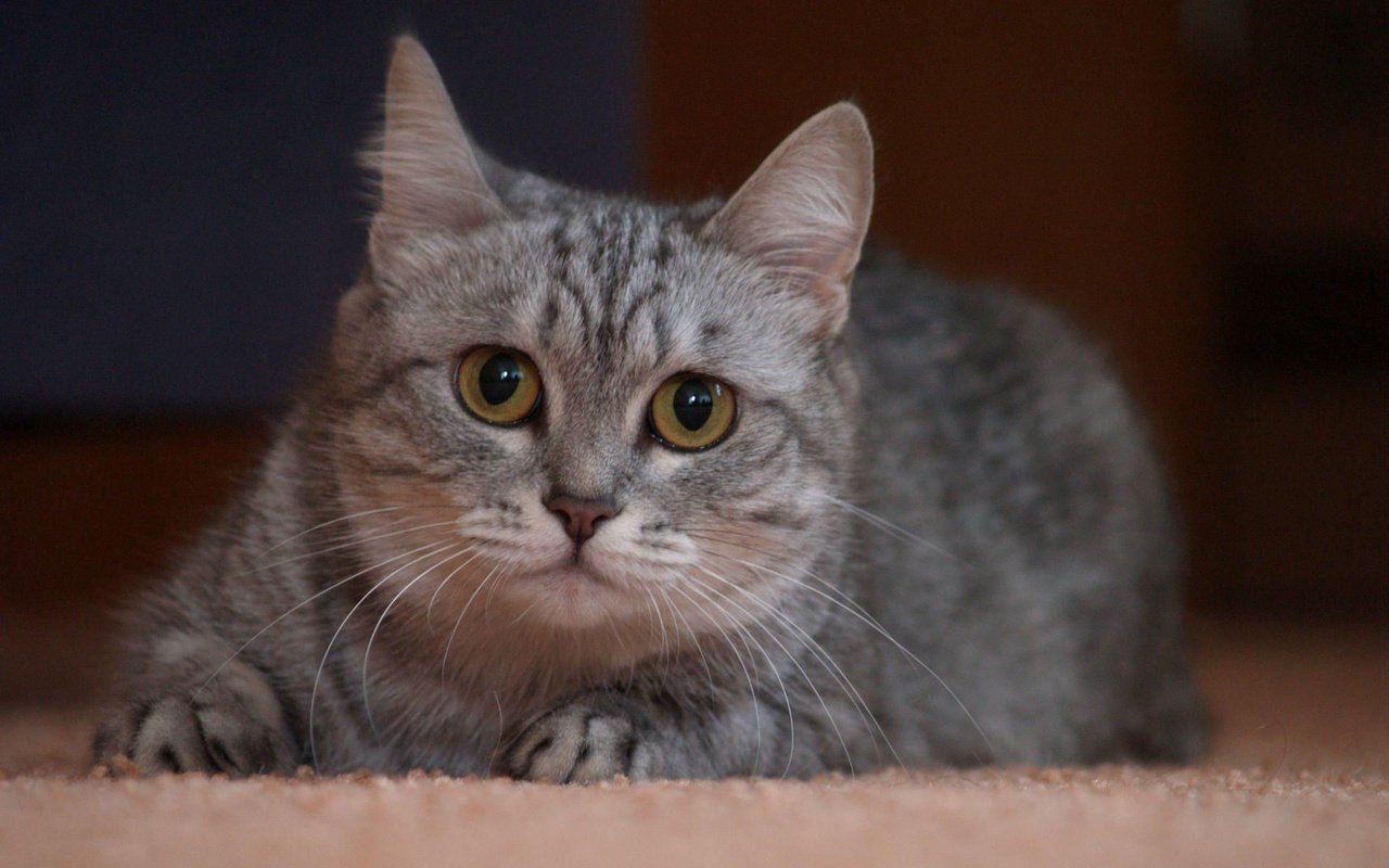 Обои глаза, кот, кошка, серый, eyes, cat, grey разрешение 1920x1200 Загрузить