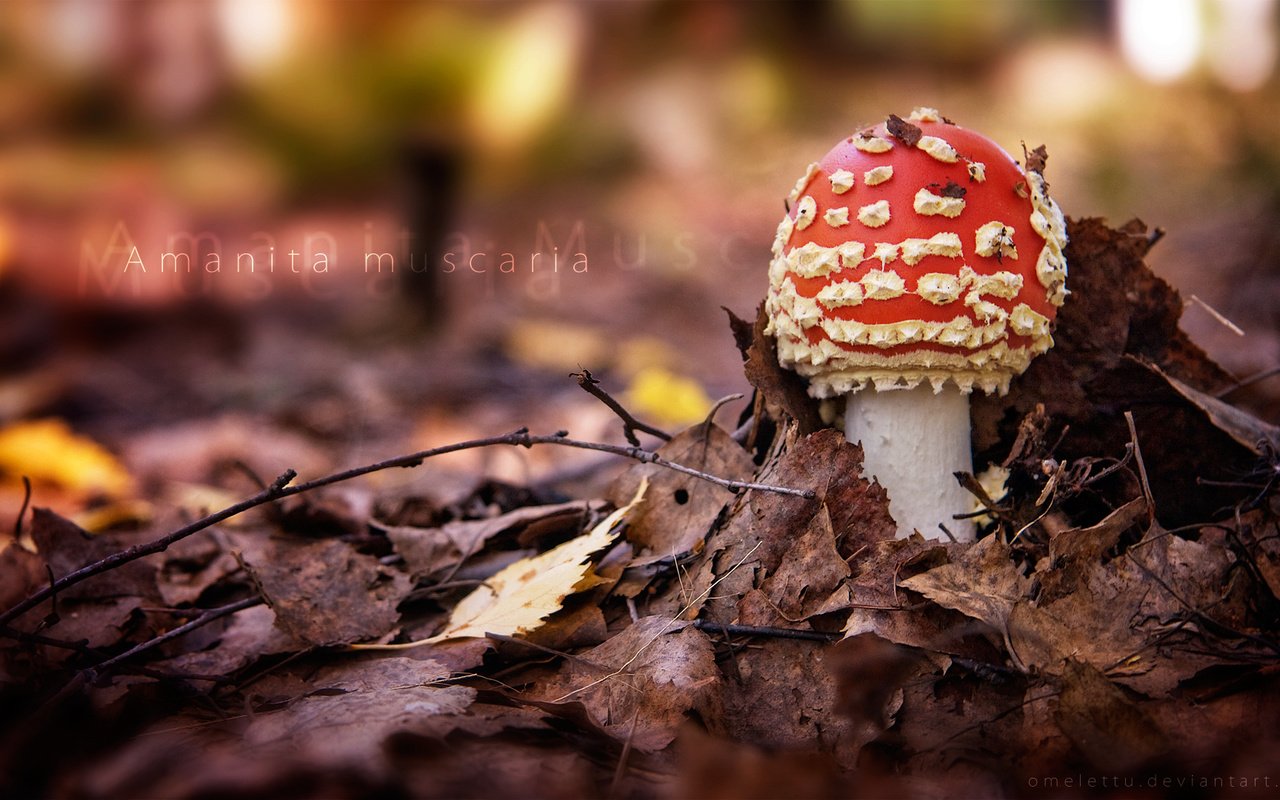 Обои природа, лес, листья, осень, гриб, мухомор, nature, forest, leaves, autumn, mushroom разрешение 1920x1080 Загрузить