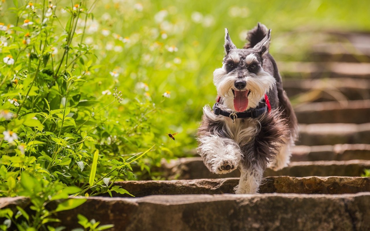 Обои трава, лестница, собака, цвергшнауцер, grass, ladder, dog, the miniature schnauzer разрешение 1920x1080 Загрузить