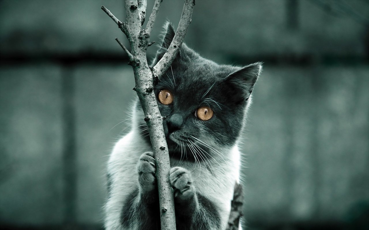 Обои дерево, фон, когти, кошка. взгляд, tree, background, claws, cat. look разрешение 1920x1200 Загрузить