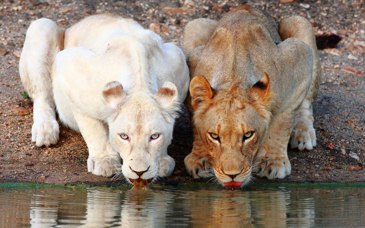 Обои львы, коричневая, белая, водопой, львицы, lions, brown, white, drink, lioness разрешение 1920x1080 Загрузить