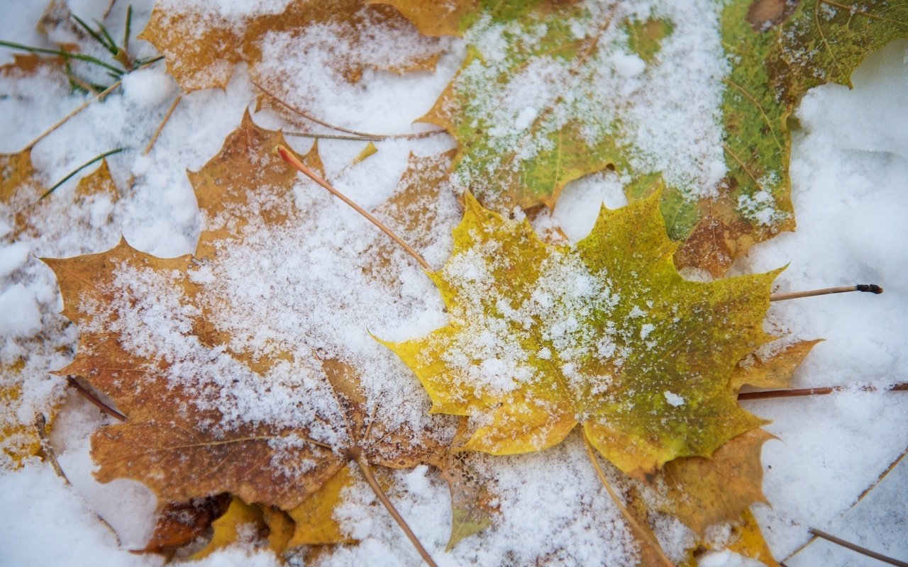 Обои снег, листья, макро, snow, leaves, macro разрешение 2048x1368 Загрузить