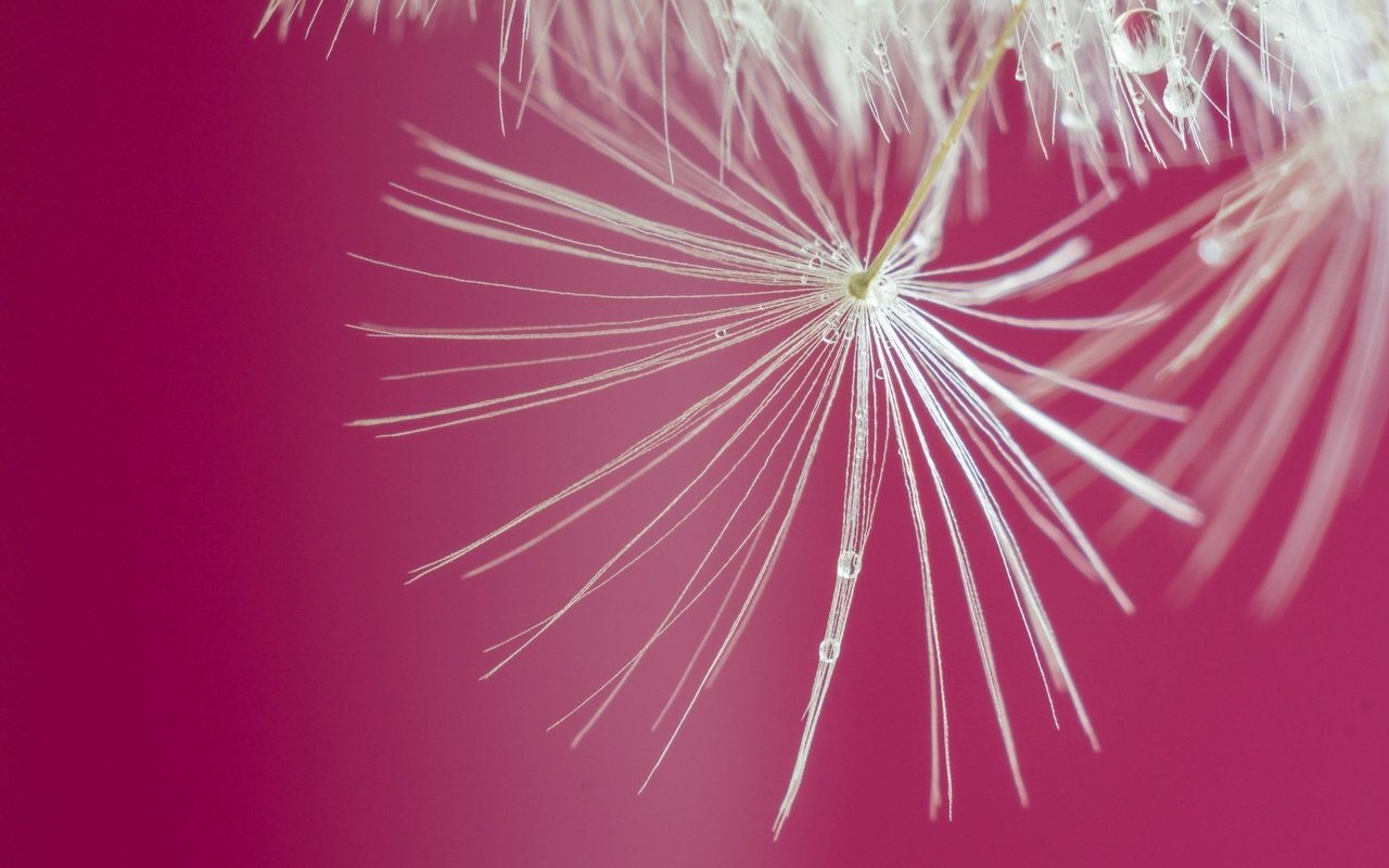 Обои макро, цветок, капли, одуванчик, macro, flower, drops, dandelion разрешение 2560x1600 Загрузить