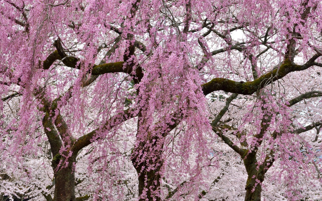 Обои цветы, деревья, цветение, ветки, весна, сакура, flowers, trees, flowering, branches, spring, sakura разрешение 2048x1365 Загрузить