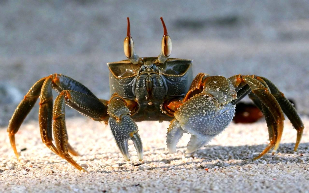 Обои песок, пляж, краб, клешни, sand, beach, crab, claws разрешение 1920x1200 Загрузить