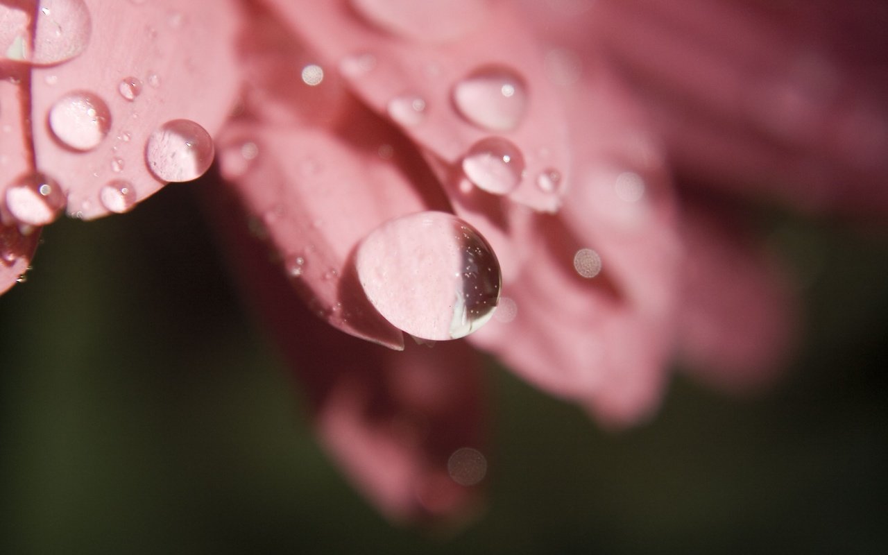 Обои цветок, роса, капли, лепестки, крупным планом, flower, rosa, drops, petals, closeup разрешение 3888x2592 Загрузить