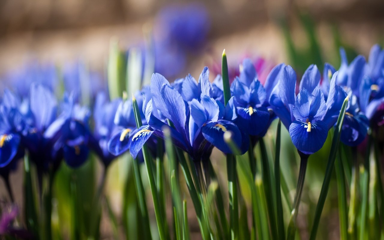 Обои цветы, синие, ирисы, боке, касатик, flowers, blue, irises, bokeh, iris разрешение 2048x1280 Загрузить