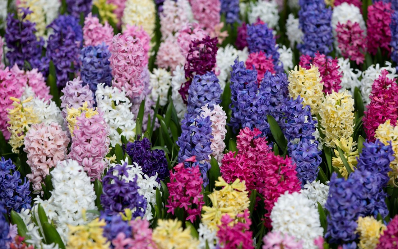 Обои разноцветный, ковер, яркий, гиацинты, colorful, carpet, bright, hyacinths разрешение 2600x1661 Загрузить