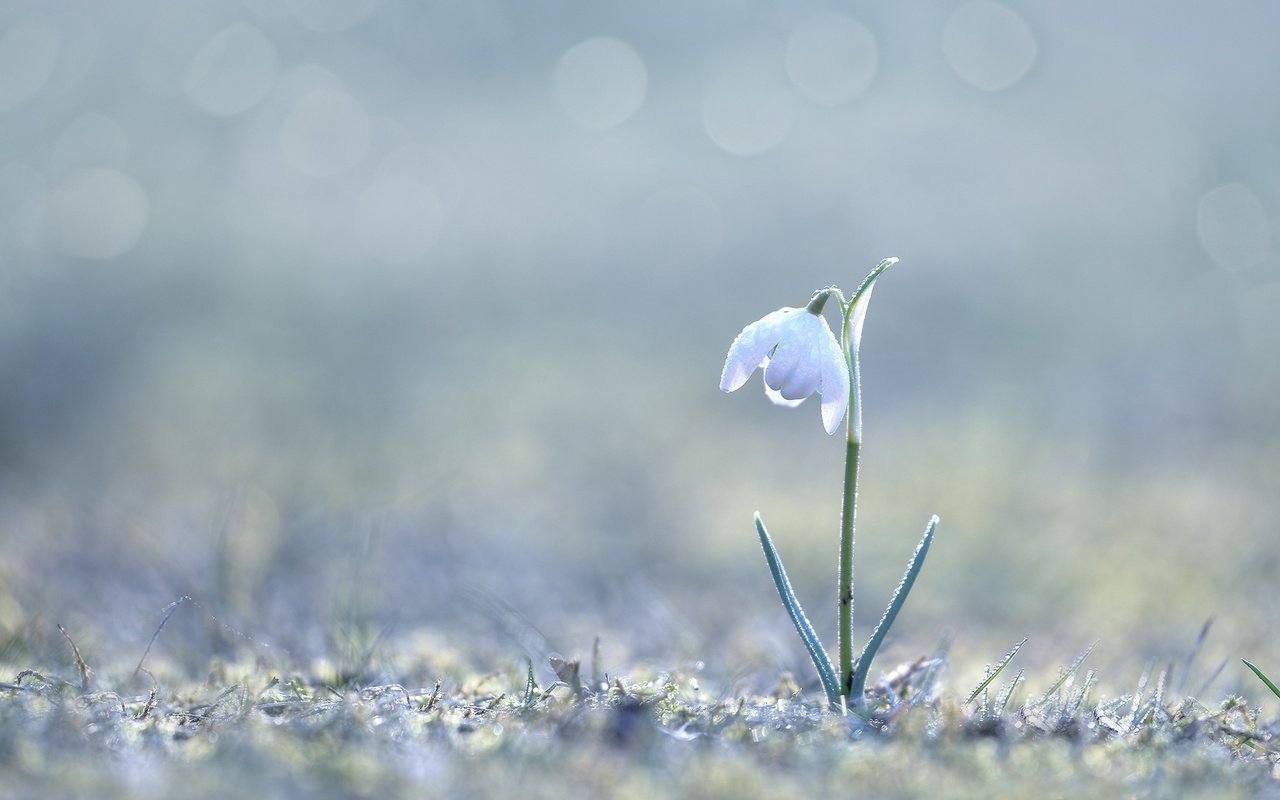 Обои трава, природа, макро, цветок, весна, боке, подснежник, grass, nature, macro, flower, spring, bokeh, snowdrop разрешение 2000x1333 Загрузить