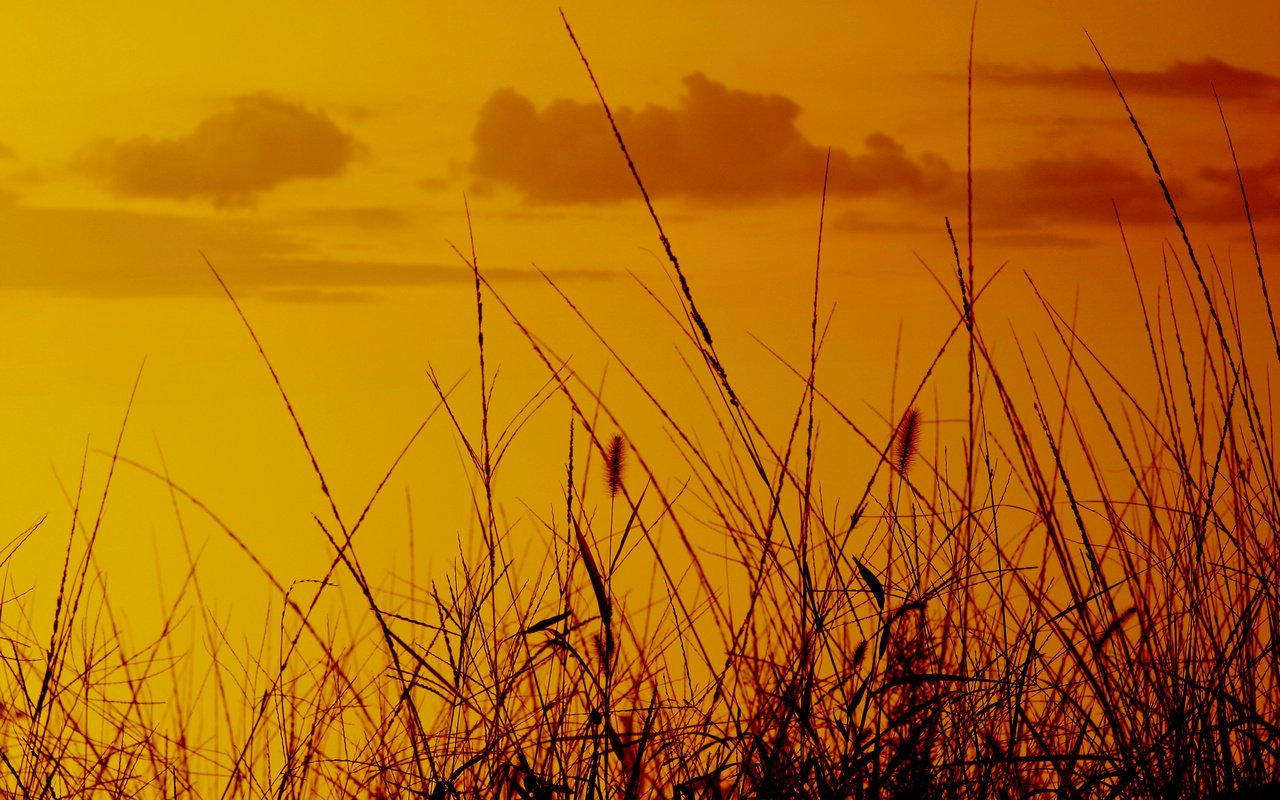 Обои небо, колоски, трава, природа, закат, макро, фон, поле, рассвет, the sky, spikelets, grass, nature, sunset, macro, background, field, dawn разрешение 3072x2048 Загрузить