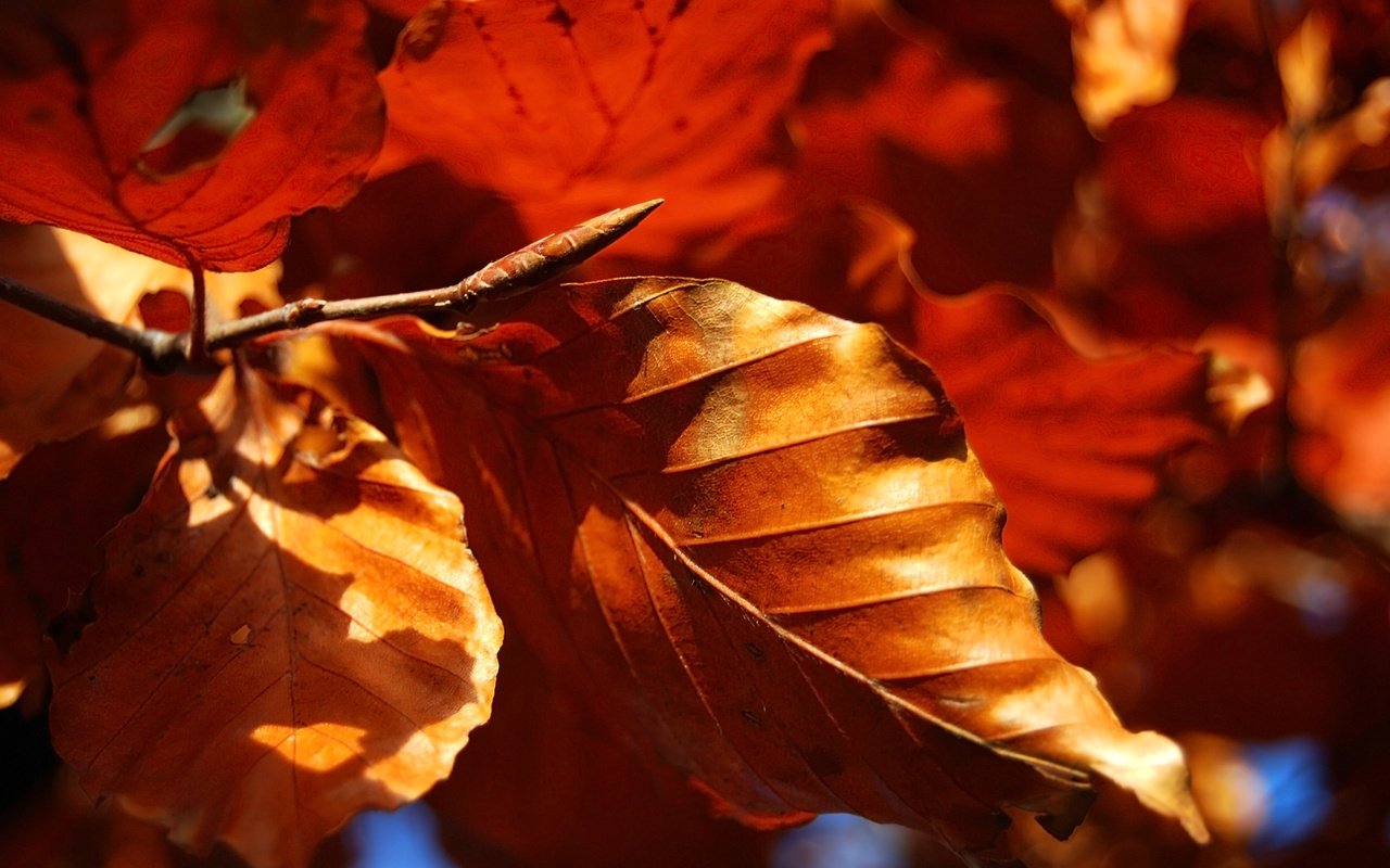 Обои природа, листья, макро, осень, сухие, nature, leaves, macro, autumn, dry разрешение 2560x1600 Загрузить