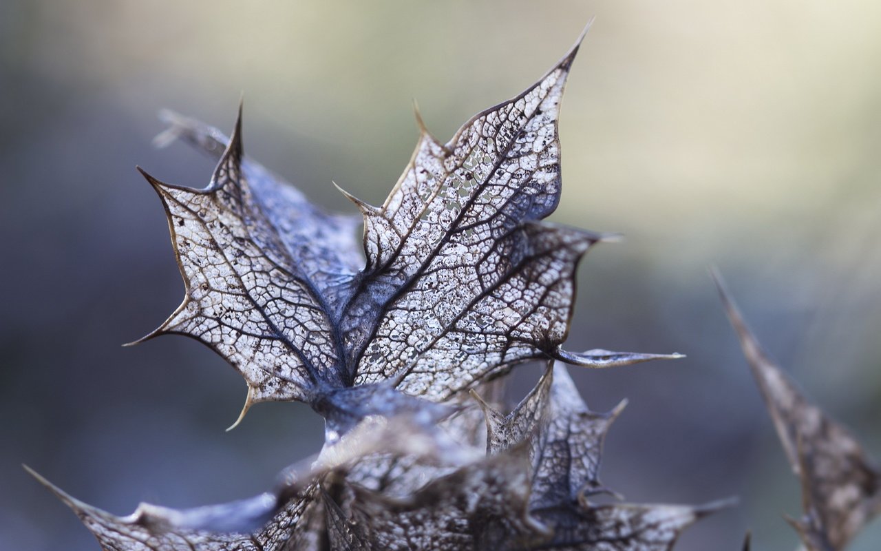 Обои свет, листья, макро, light, leaves, macro разрешение 2560x1600 Загрузить