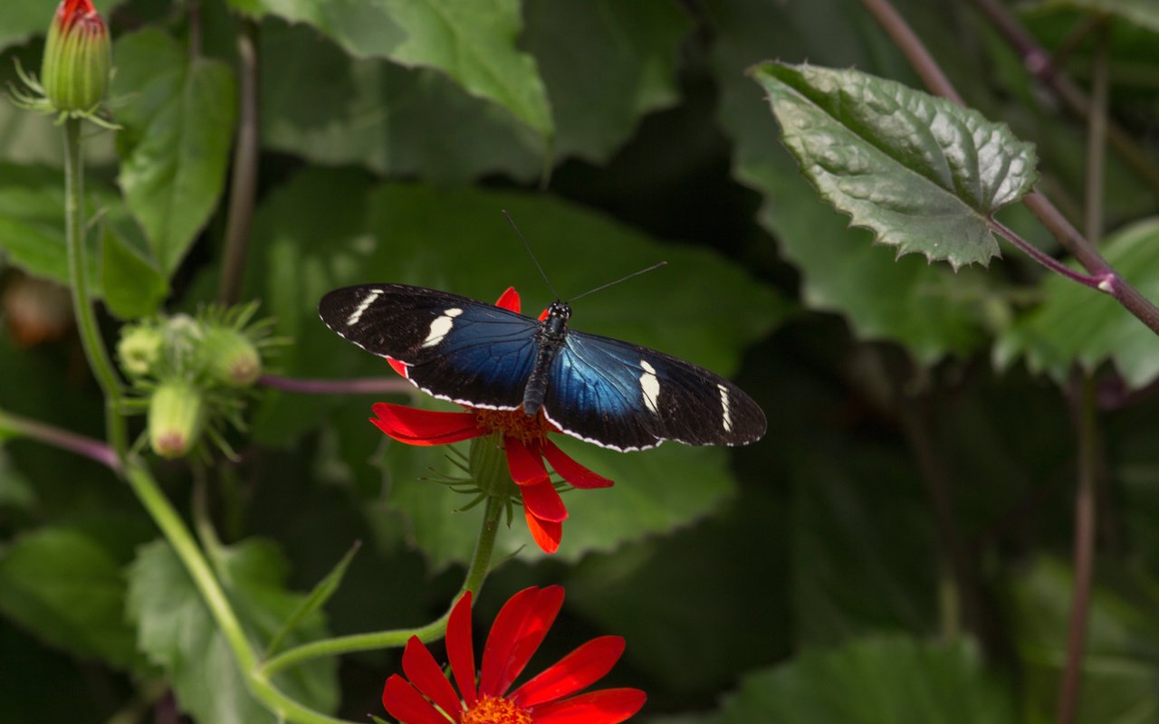 Обои листья, насекомое, цветок, бабочка, крылья, растение, leaves, insect, flower, butterfly, wings, plant разрешение 2048x1365 Загрузить