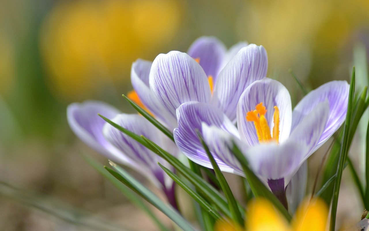 Обои цветы, макро, лепестки, весна, крокусы, flowers, macro, petals, spring, crocuses разрешение 2048x1356 Загрузить