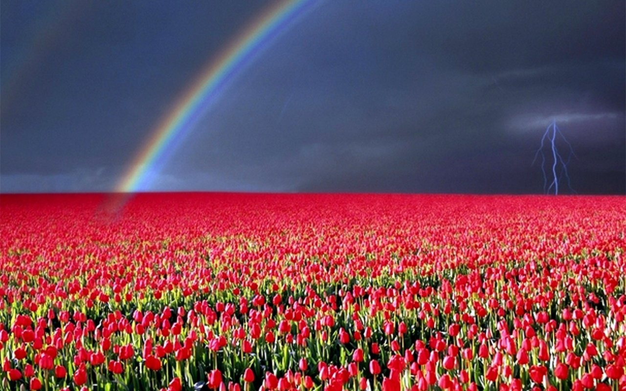Обои молния, тюльпаны, гроза, lightning, tulips, the storm разрешение 1920x1200 Загрузить
