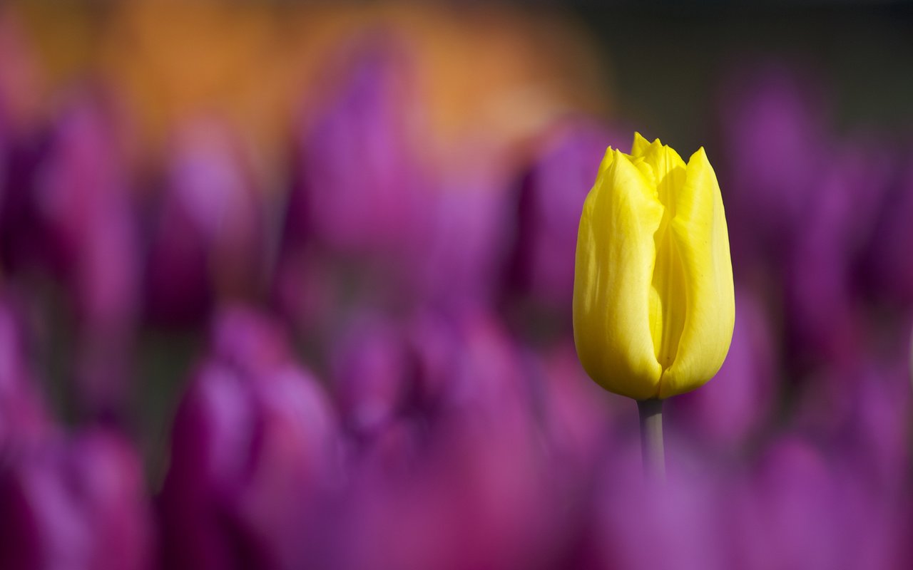 Обои цветы, макро, лепестки, размытость, тюльпаны, тюльпан, стебель, flowers, macro, petals, blur, tulips, tulip, stem разрешение 2048x1365 Загрузить