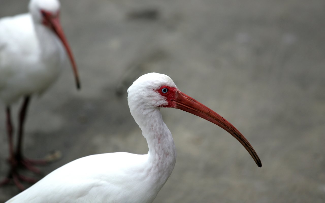 Обои птицы, клюв, перья, глаз, шея, ибис, birds, beak, feathers, eyes, neck, ibis разрешение 3104x2072 Загрузить